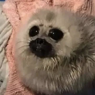 chat with ai character: Baby seal