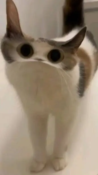 ai character: Opagamamstyle🤙🏻🤙🏻 background