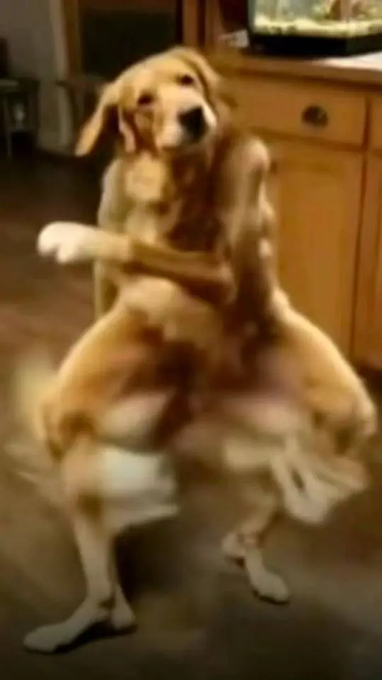 ai character: piesek background