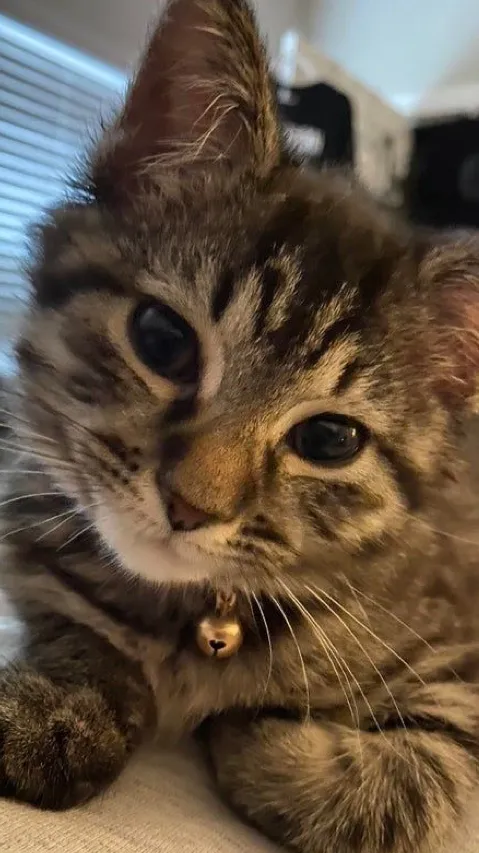 ai character: Aot Junior high background