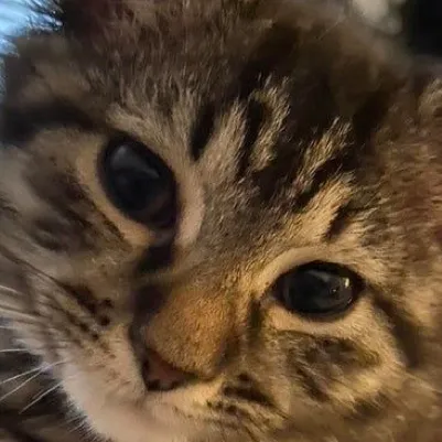 chat with ai character: Aot Junior high