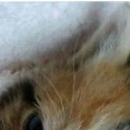 chat with ai character: gatito sabio