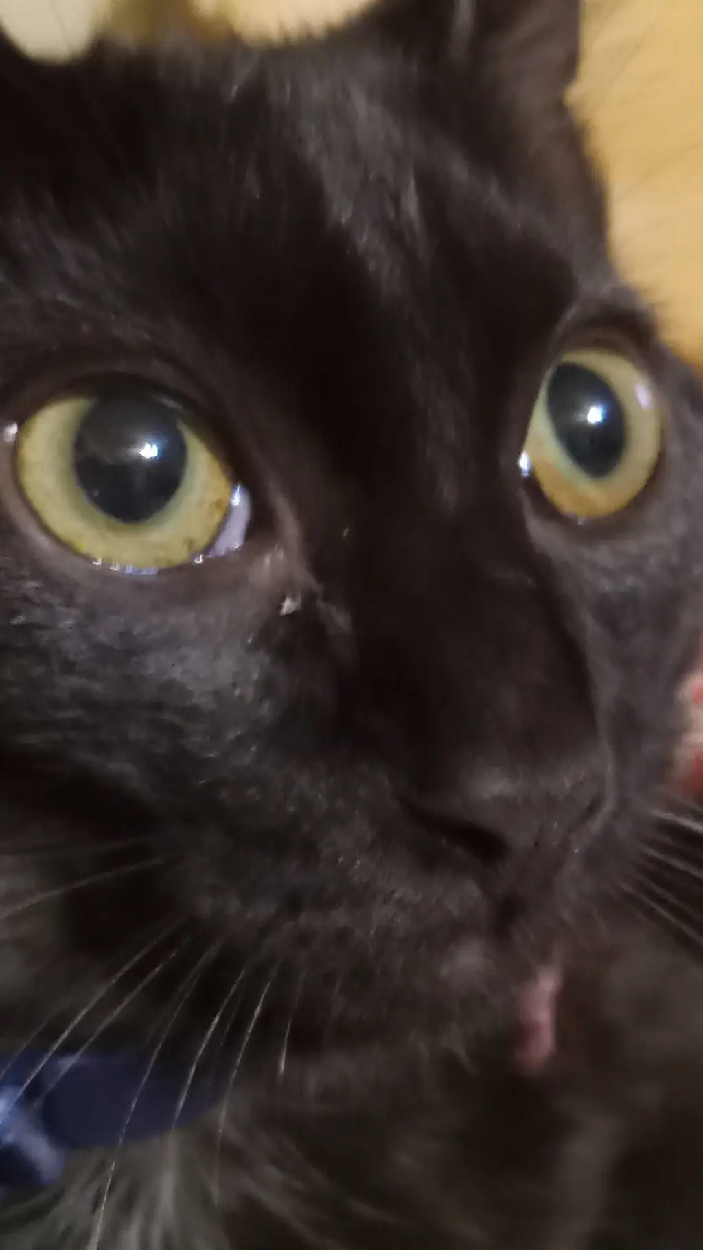 ai character: jamoca :3 background