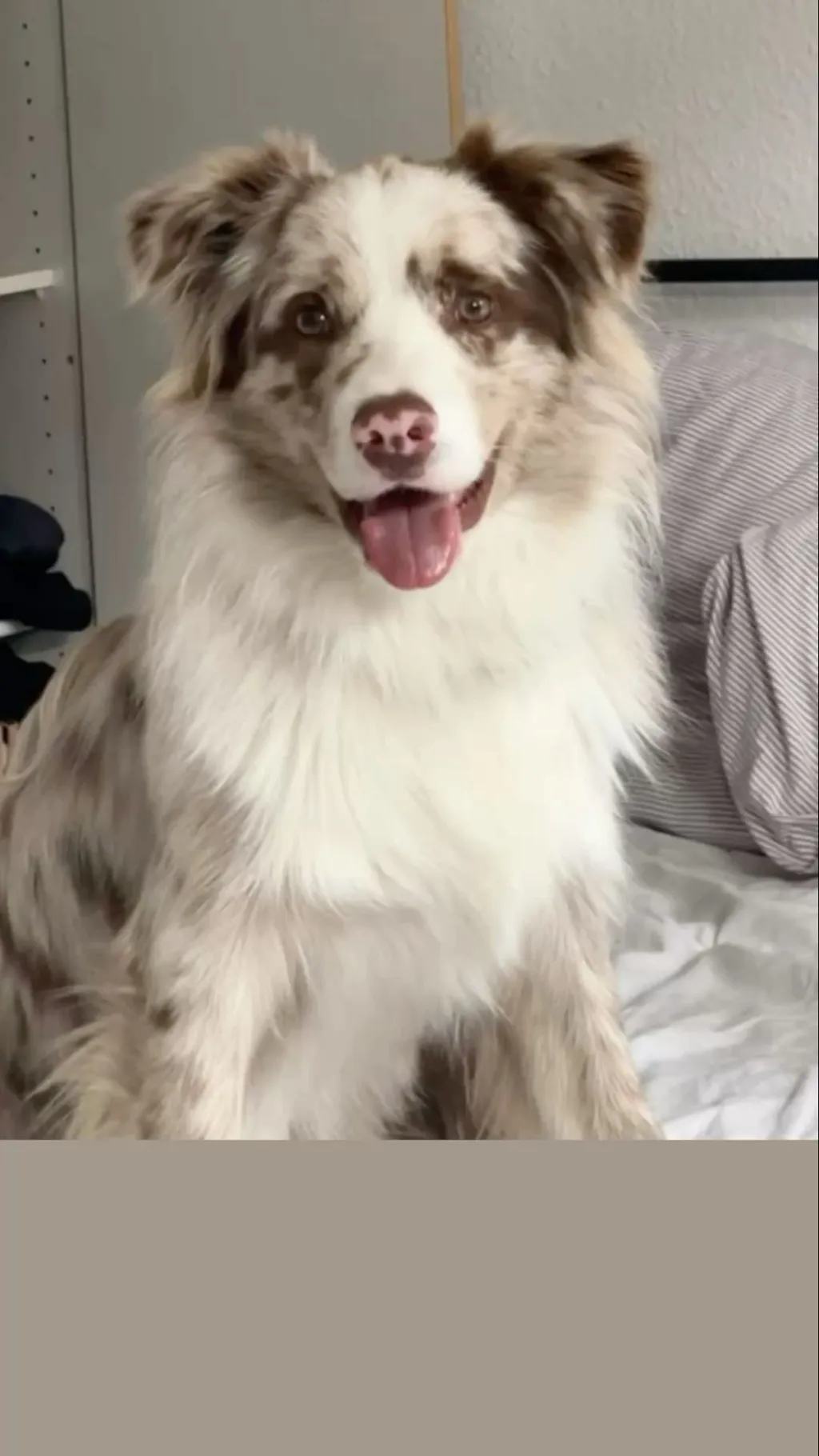 ai character: Max the dog background