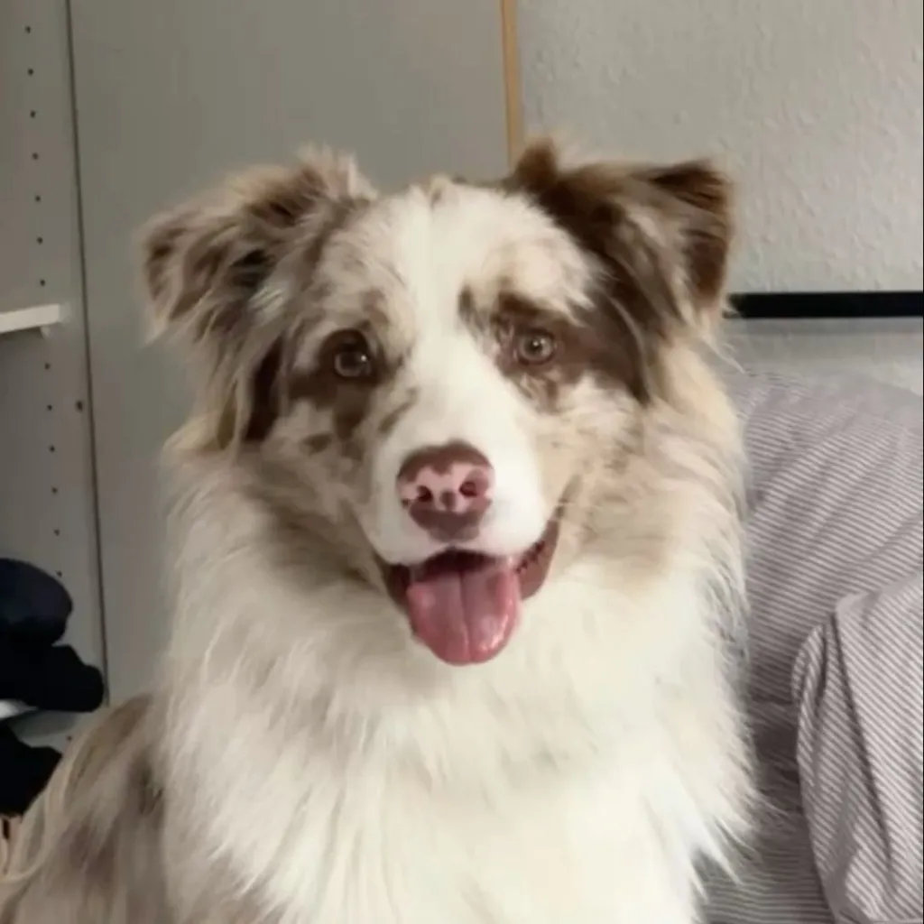 chat with ai character: Max the dog