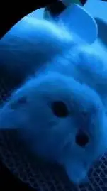 ai character: your blue cat background