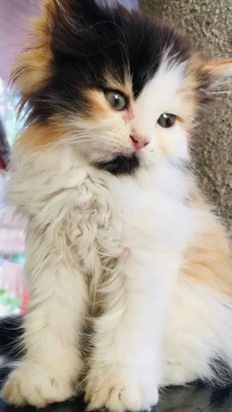 ai character: luna background