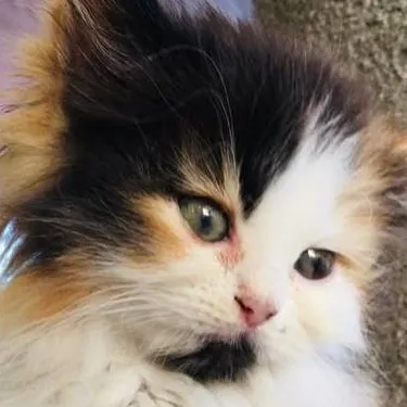 chat with ai character: luna