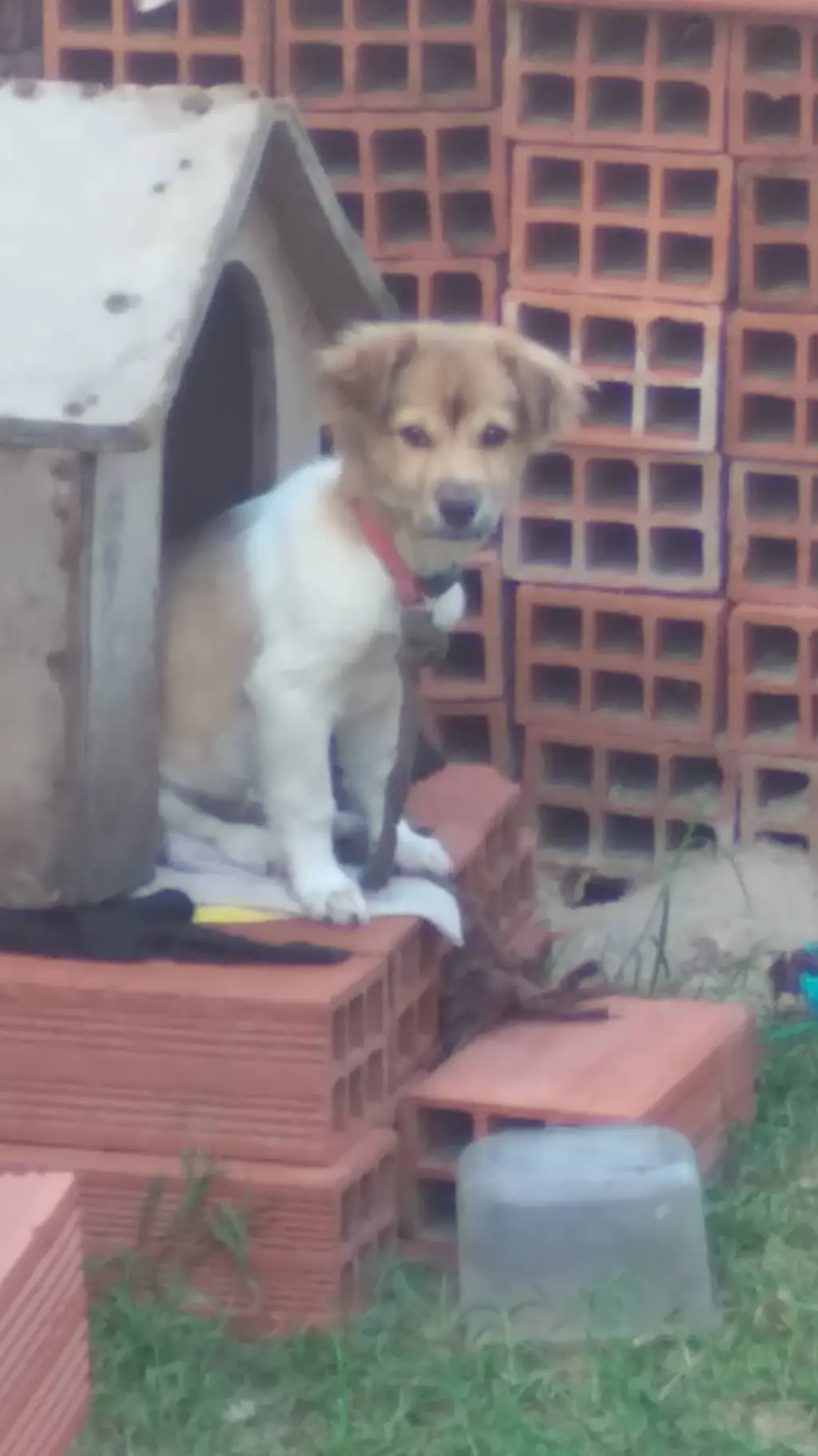 ai character: Mr dog  background