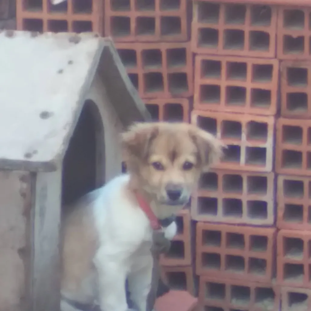 chat with ai character: Mr dog 