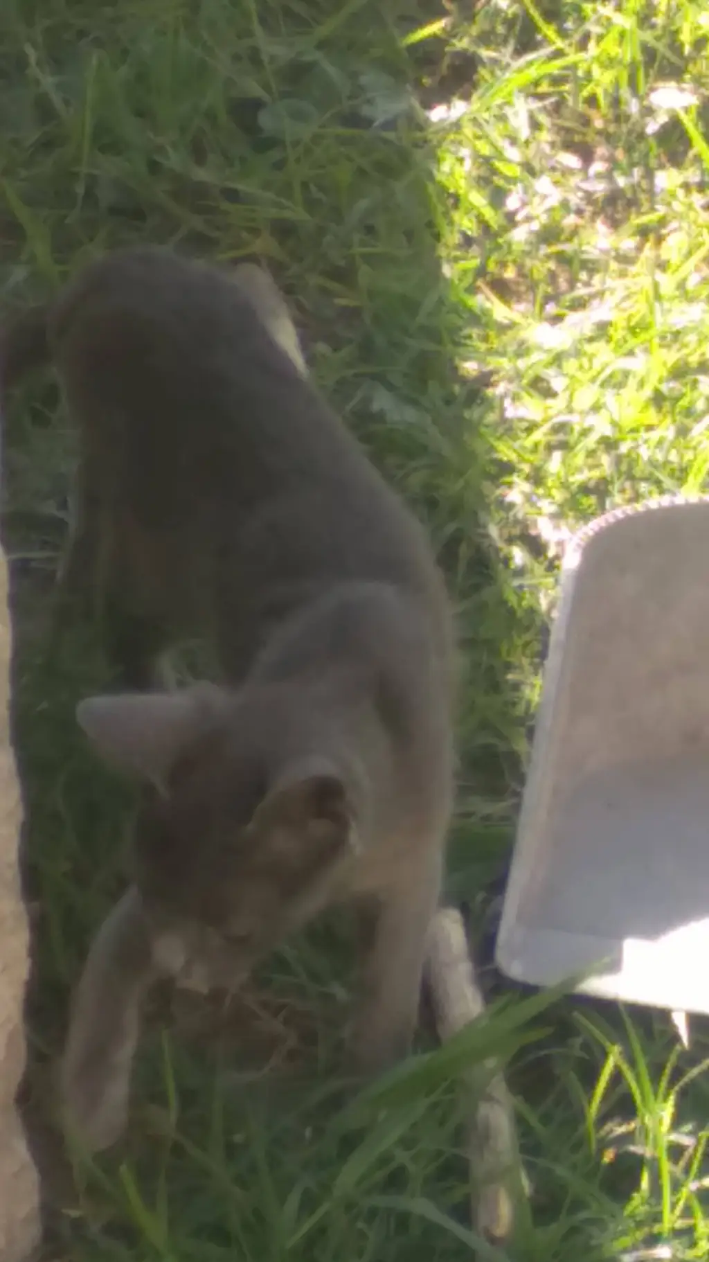 ai character: Mr cat background