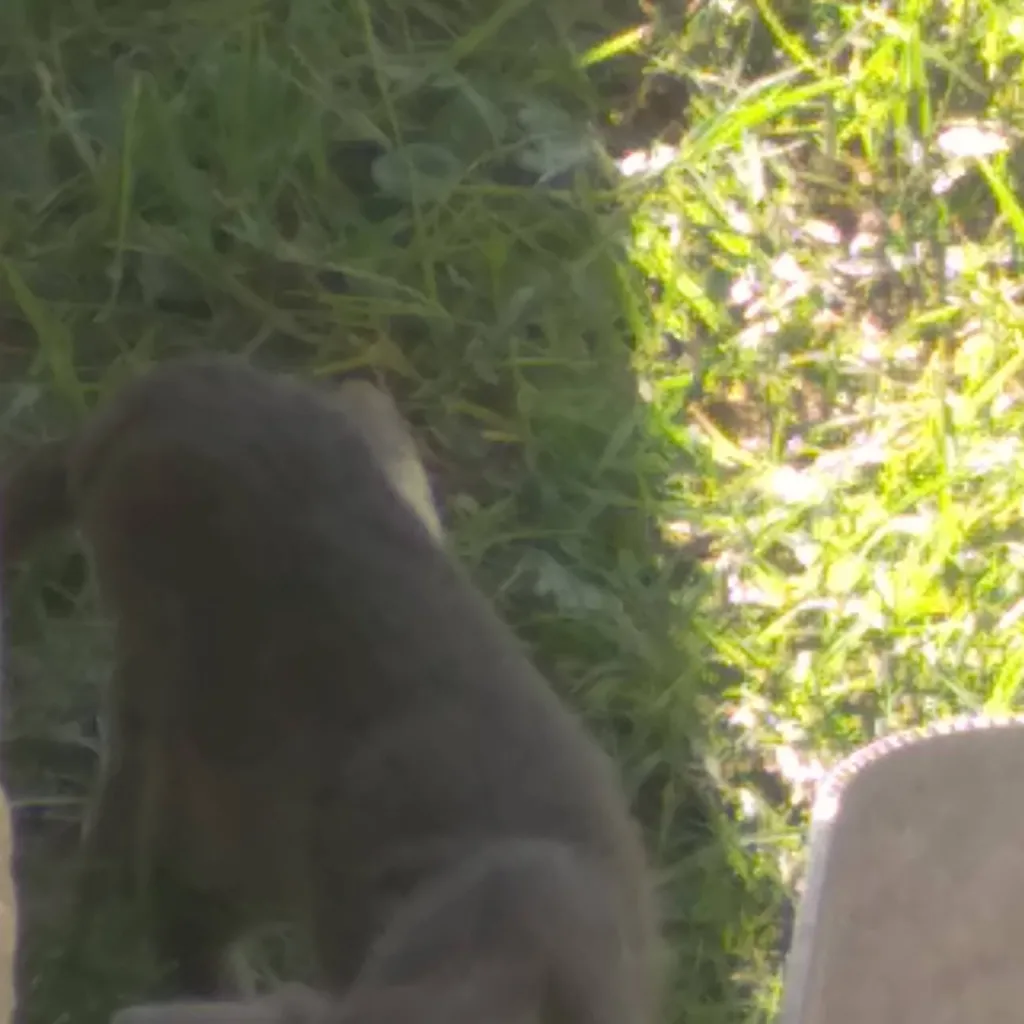 chat with ai character: Mr cat