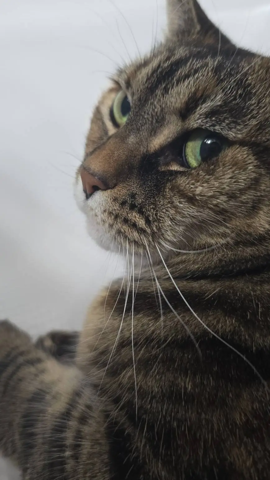 ai character: Tina (my cat)  background