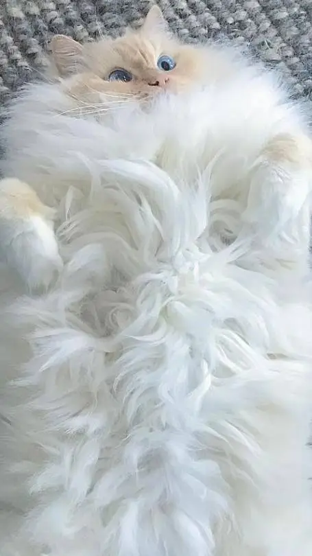 ai character: Fluffy cat   background