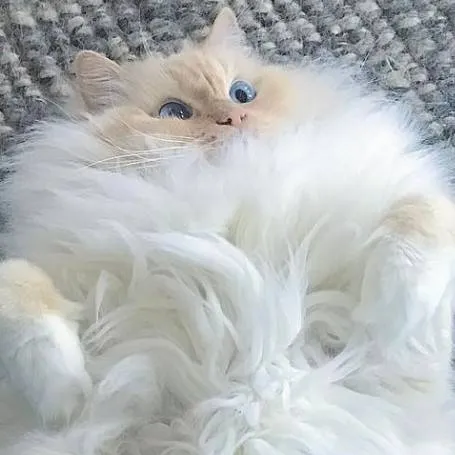 chat with ai character: Fluffy cat  