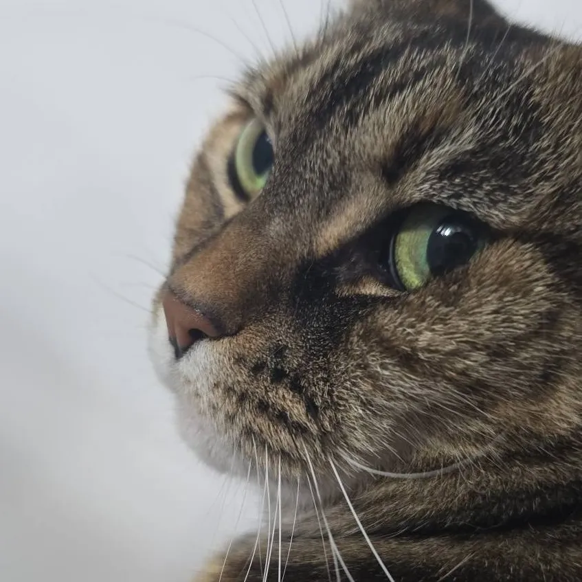 chat with ai character: Tina (my cat) 