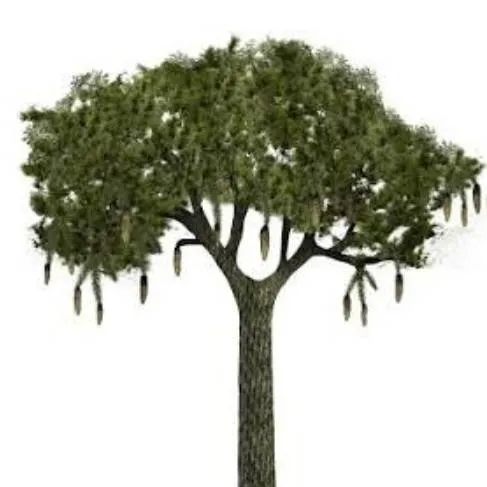 chat with ai character: Lepidodendron Tree