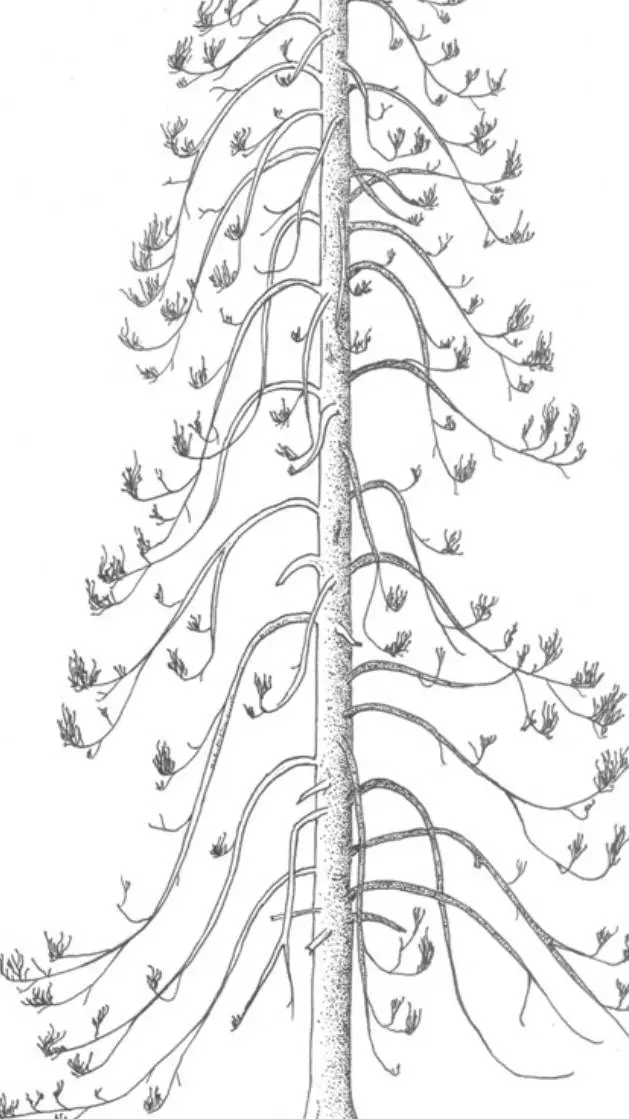 ai character: cant fit name background