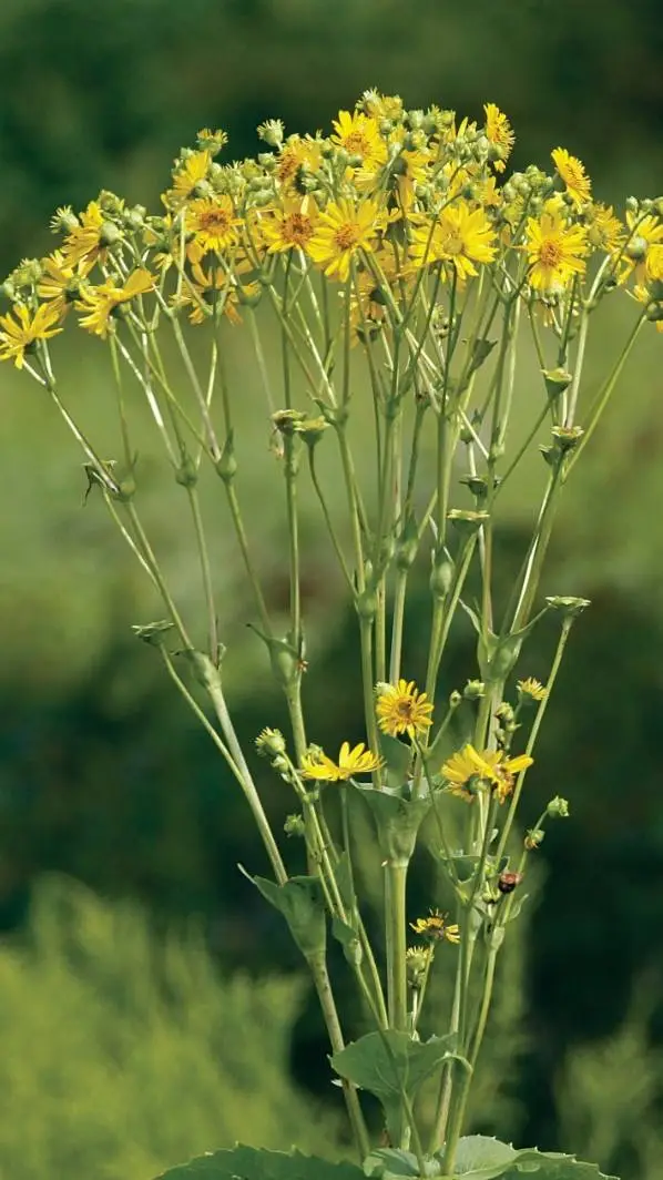 ai character: Silphium background