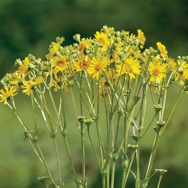 chat with ai character: Silphium