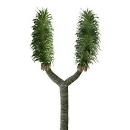 chat with ai character: Sigillaria Tree