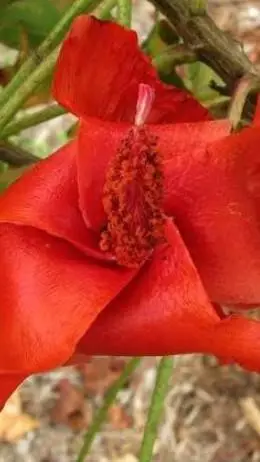 ai character: Kokia Cookei background