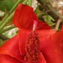 chat with ai character: Kokia Cookei