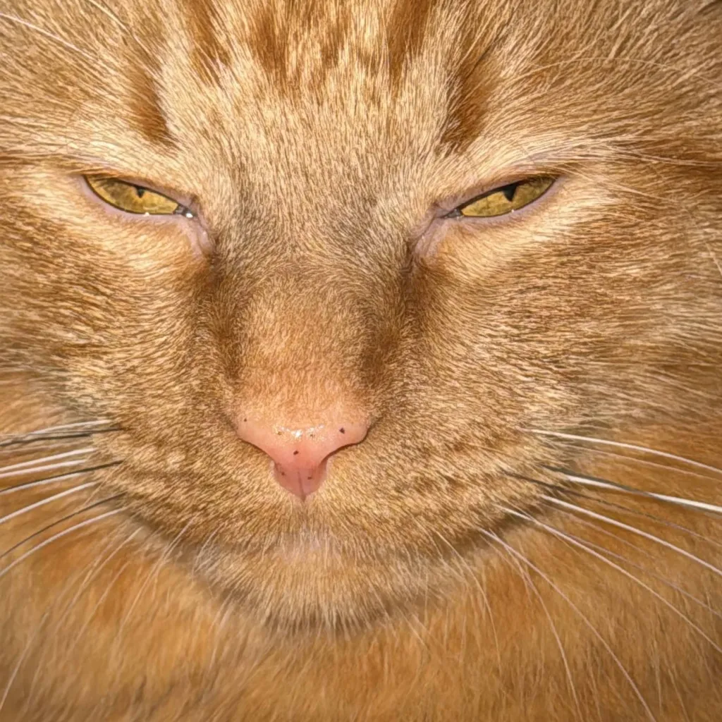 chat with ai character: Mango