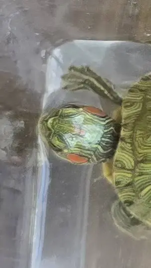 ai character: France the turtle background