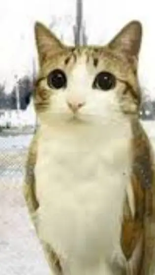 ai character: furry (again)  background