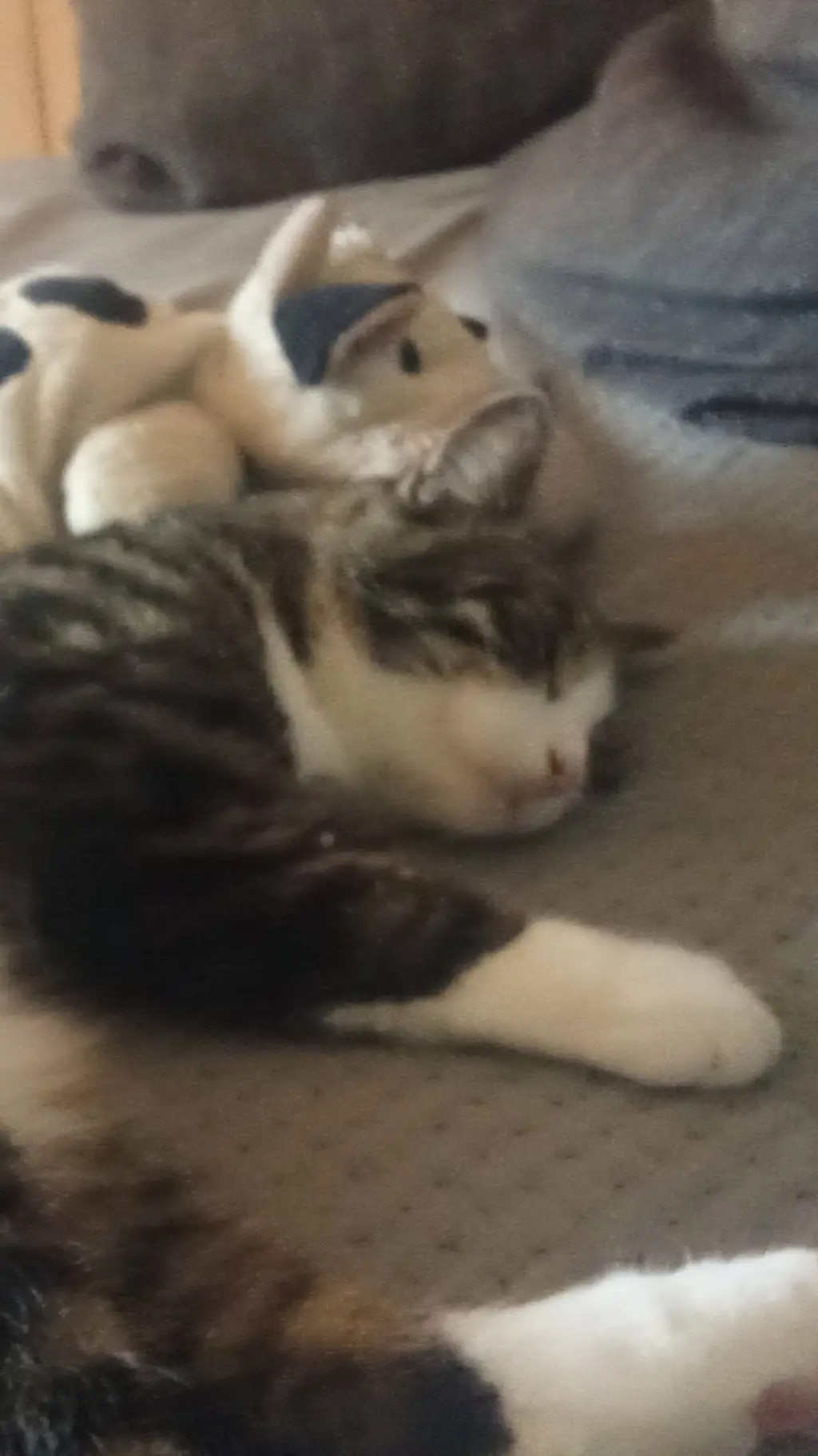 ai character: котик  background