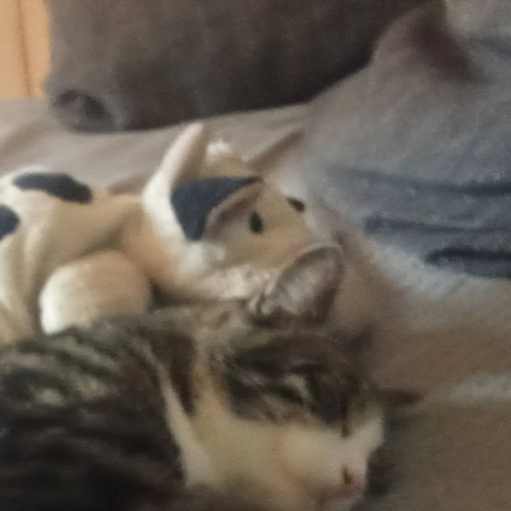 chat with ai character: котик 