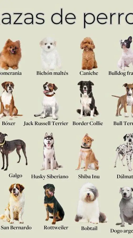 ai character: dog objeto background