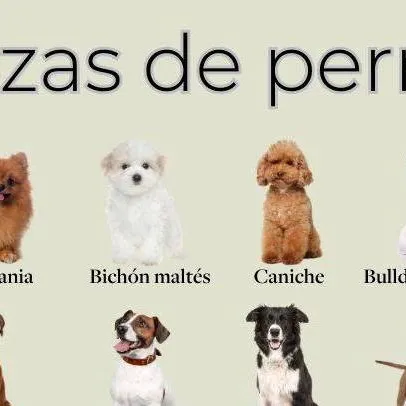 chat with ai character: dog objeto