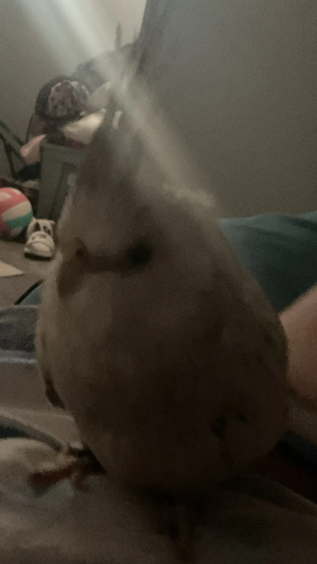 ai character: My sister bird  background