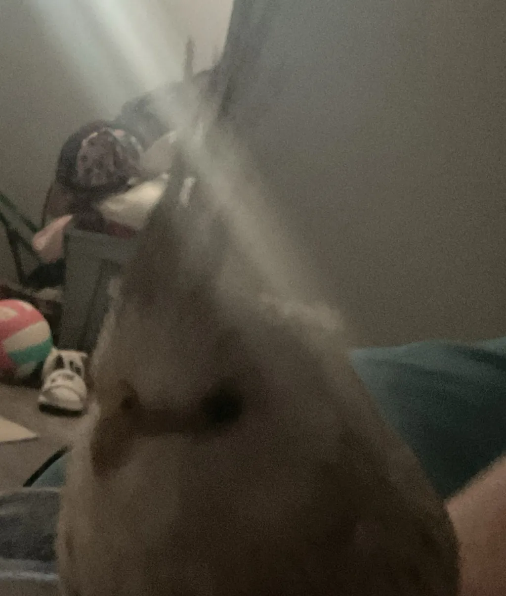chat with ai character: My sister bird 