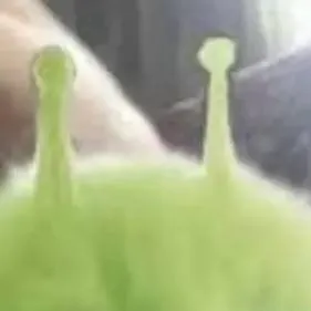 chat with ai character: gatito marciano