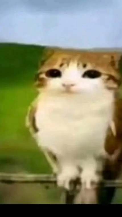 ai character: meowl background