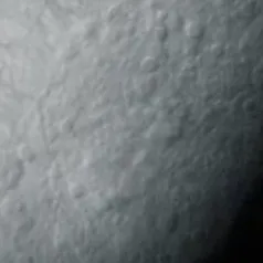 chat with ai character: Chrysalis