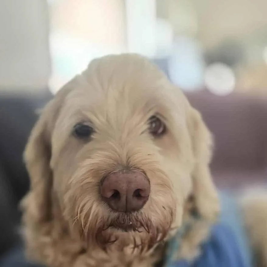 chat with ai character: Hh dog