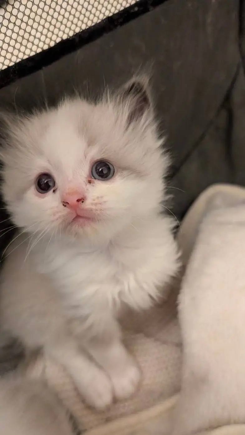 ai character: Brightstar background