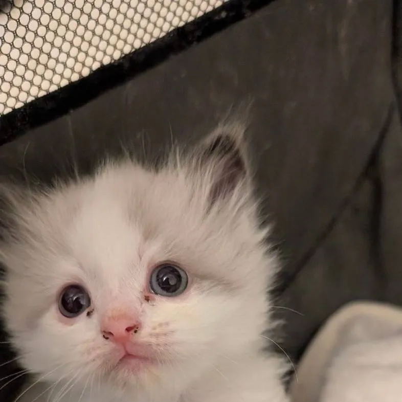 chat with ai character: Brightstar