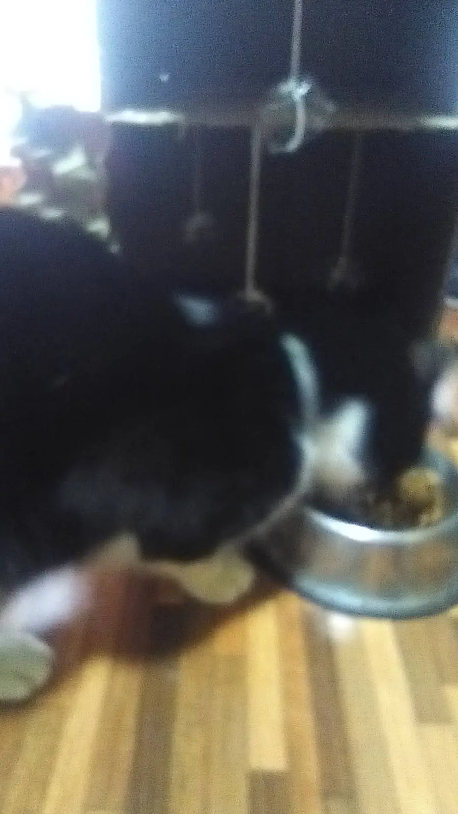 ai character: gato negro con bal background