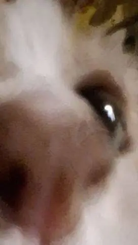 ai character: bad girls club background