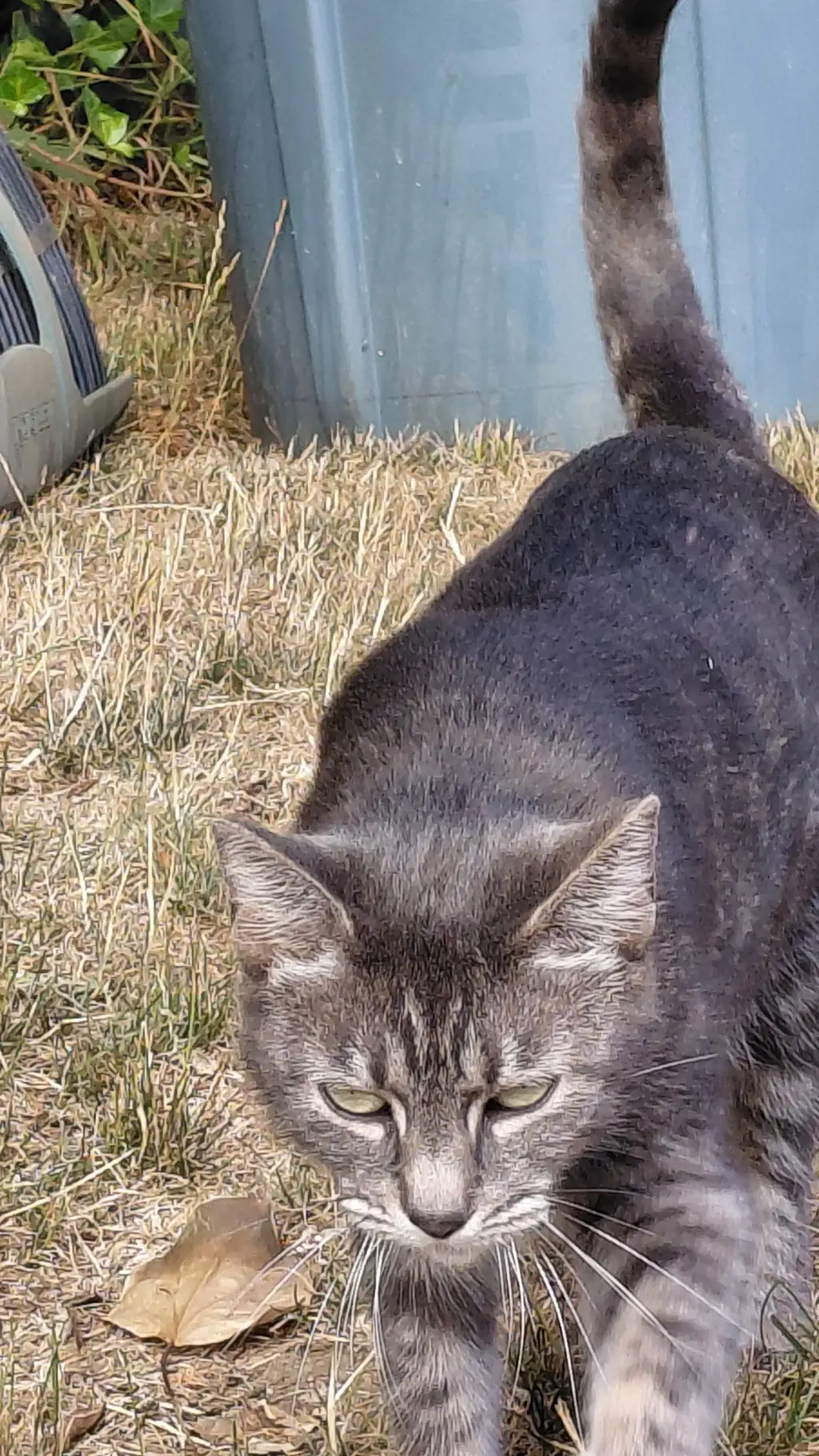 ai character: Molly girl✨✨✨  background