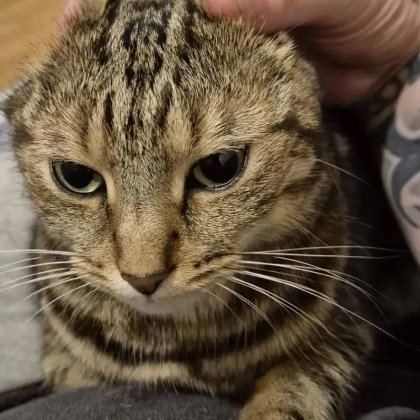 chat with ai character: Cod Period