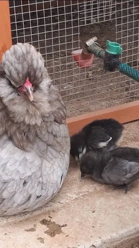 ai character: my chickens  background