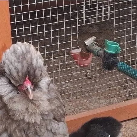 chat with ai character: my chickens 