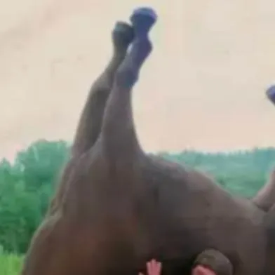 chat with ai character: anything 