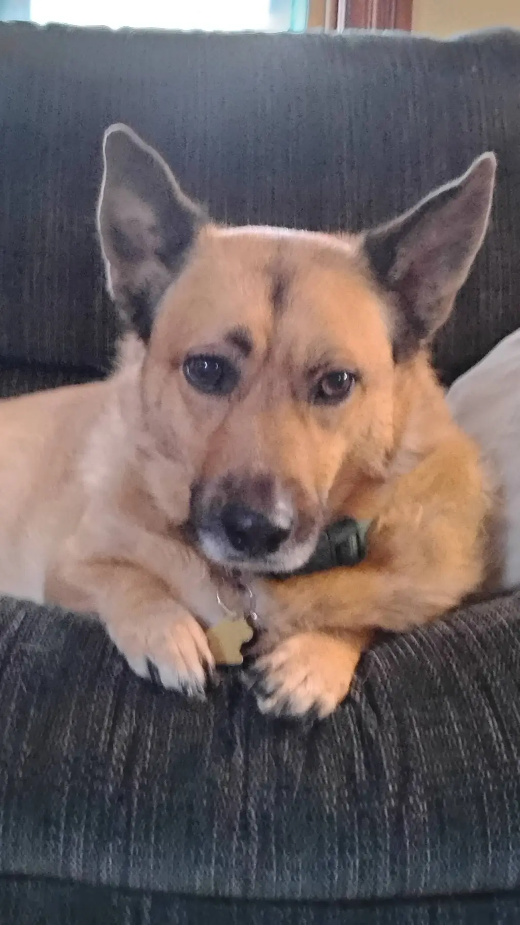 ai character: my doggo  background